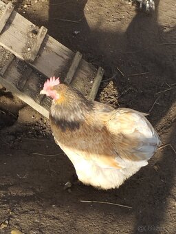 Kočinka  zakrslá - 4