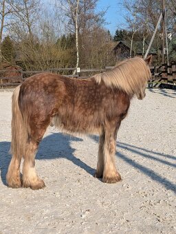 Roční valach irský cob - silver dapple - 4