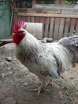 Bielefeld stříbrný - 4