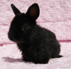 Zakrslý krátkouchý králíček , malinká černá samička . - 4