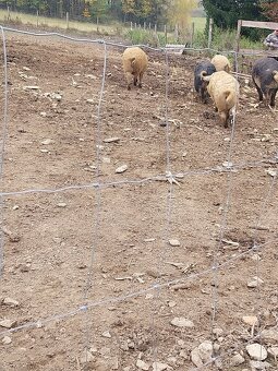MANGALICA selata - 4