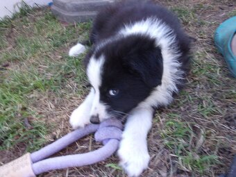 Border kolie /  collie štěňátko pejsek s PP (FCI) - 4