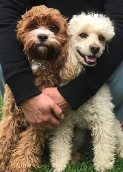 Cavapoo pudl kavalír - 4