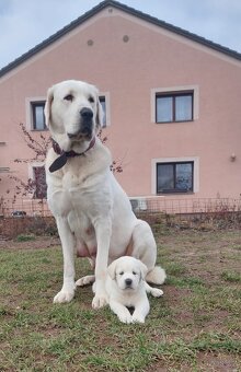 Středoasijský pastevecký pes, SAO štěňata s PP FCI, Alabai - 4