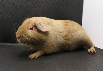 Morče, morčátko - 4