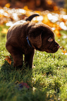 Labrador štěňě s PP - 4