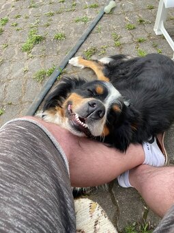 Hiro - Bernský salašnický × australský ovčák - DARUJI - 4