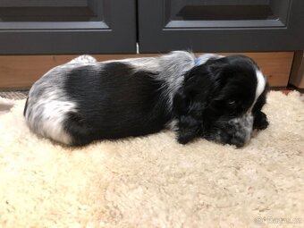 Anglicky kokršpaněl - 4