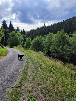 pronajmu zahradu jezuvka - 4