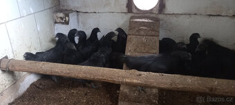 Ayam cemani - mladí kohouti - 4
