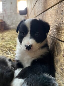 Border kolie - 4