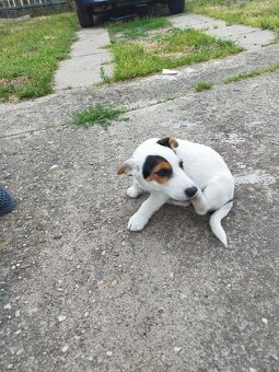 Jack Russell - 4