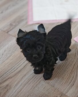 jorkšírský teriér fenka s PP - 4