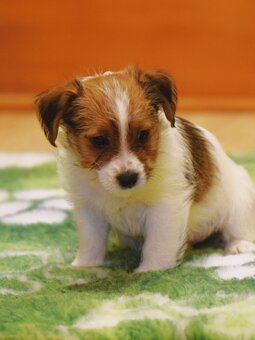 Jack Russel teriér s PP - Vitto - 4