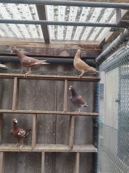 Prodám holuby NVH a texany - 4