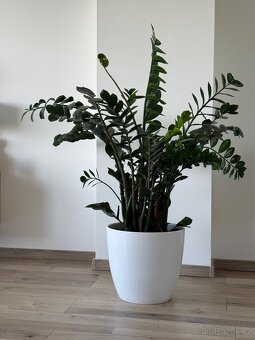 Zamioculcas výška 110 cm, průměr 110 cm - 4