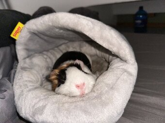 🐹 Nabízím morče do dobrých rukou 🐹 - 4