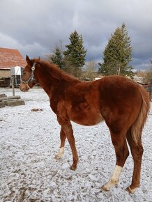 Qh - 4