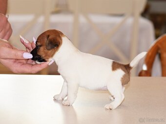 Jack Russell teriér s PP - Blueberry - 4