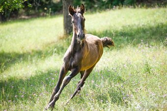 Lusitano hřebec PSL roční a jeho dva bratři - 4