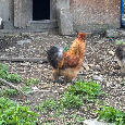 Hedvábnička kohout – 2 ks k prodeji - 4