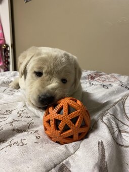 Zlatý retrívr X Labrador - 4