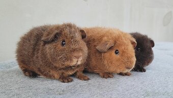 Morčátka US Teddy - 4
