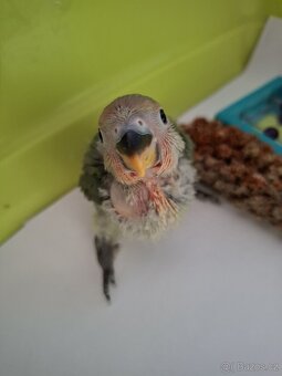 Agapornis růzohrdlý ochočený ručně dokrmený - 4