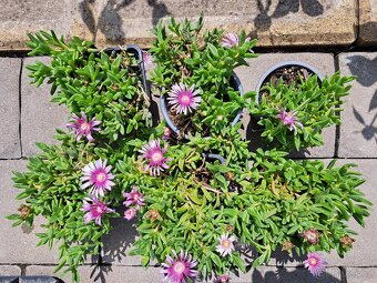 Kosmatec "Delosperma". - 4
