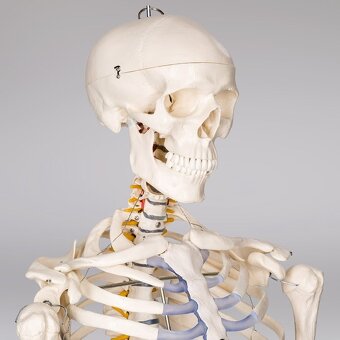 Model lidské kostry 180cm - 4