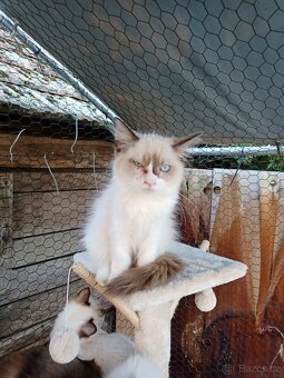 Ragdoll - 4