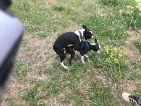 Bostonský terier ke krytí - 4