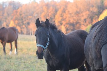 Belmondo letošní odstávče - 4