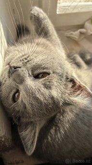 Britská koťata - 4