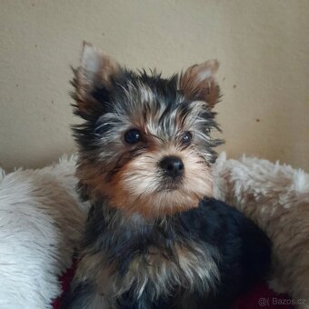 Jorkšírský teriér - 4