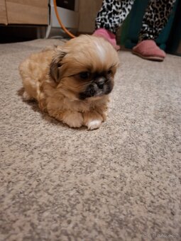 štenata pekineza - 4