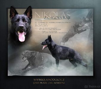 Německý ovčák - 4