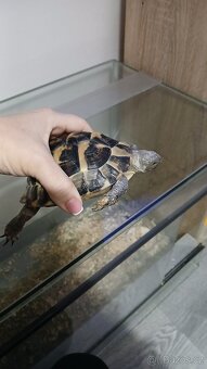 Zelva suchozemska - 4