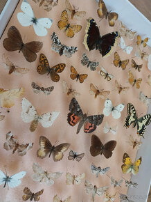 Motýli v entomologické krabici, vše ze 60tých let - 4