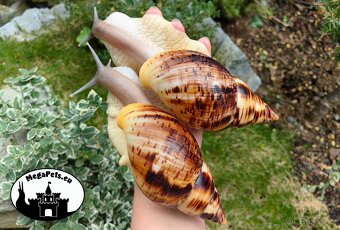 Africký šnek / megapets.eu / Lissachatina reticulata Snails - 4