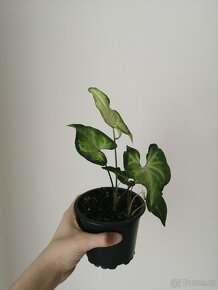 Monstera - 4