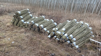 Japonský topol - sadba - 4