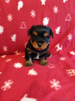 Jorkšírský terier bez PP - 4