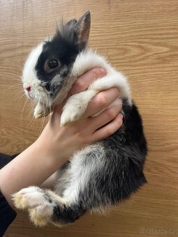 Prodáme králíčí samečky - 4