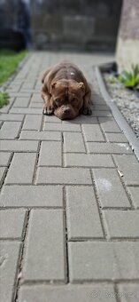 Aamerican Bully extrem s PP - 4