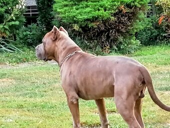Američan Bandog Mystic krytí - 4