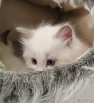 Ragdoll kočička - 4