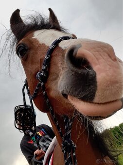 Welsh Pony B - 4