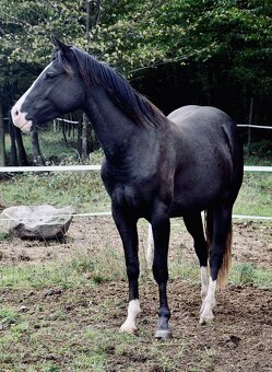Paint horse valach - 4