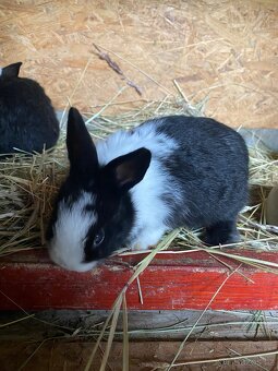 Králíci- zakrslý - 4